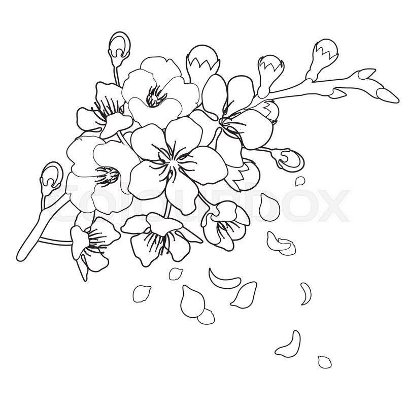 800x800 Graphic Sakura Branch With Flowers And Stock Vector Colourbox - Falling Rose Petals Drawing