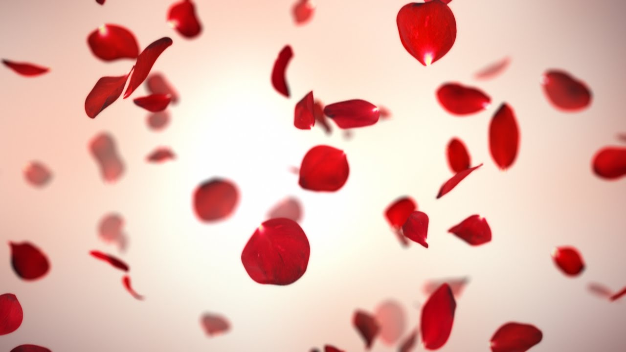 1280x720 falling red rose petals background - Falling Rose Petals Drawing