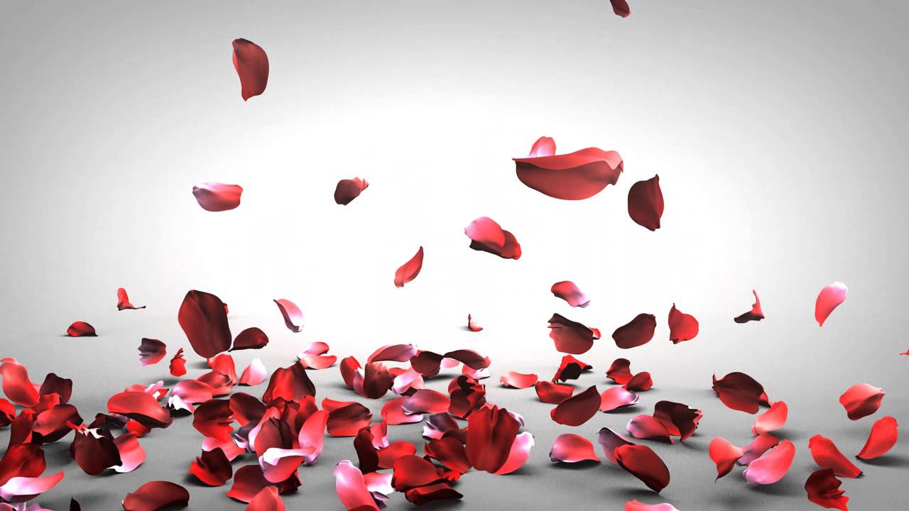 1280x720 falling rose petals - Falling Rose Petals Drawing