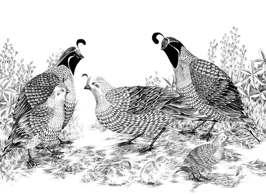 900x657 Quail Family Reunion Drawing - Family Reunion Drawing