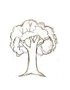 236x303 How To Draw A Tree - Family Tree Drawing Easy