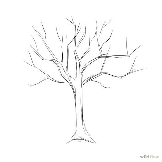 525x525 Image Result For Easy Tree Outline Drawings Family Tree - Family Tree Drawing Easy
