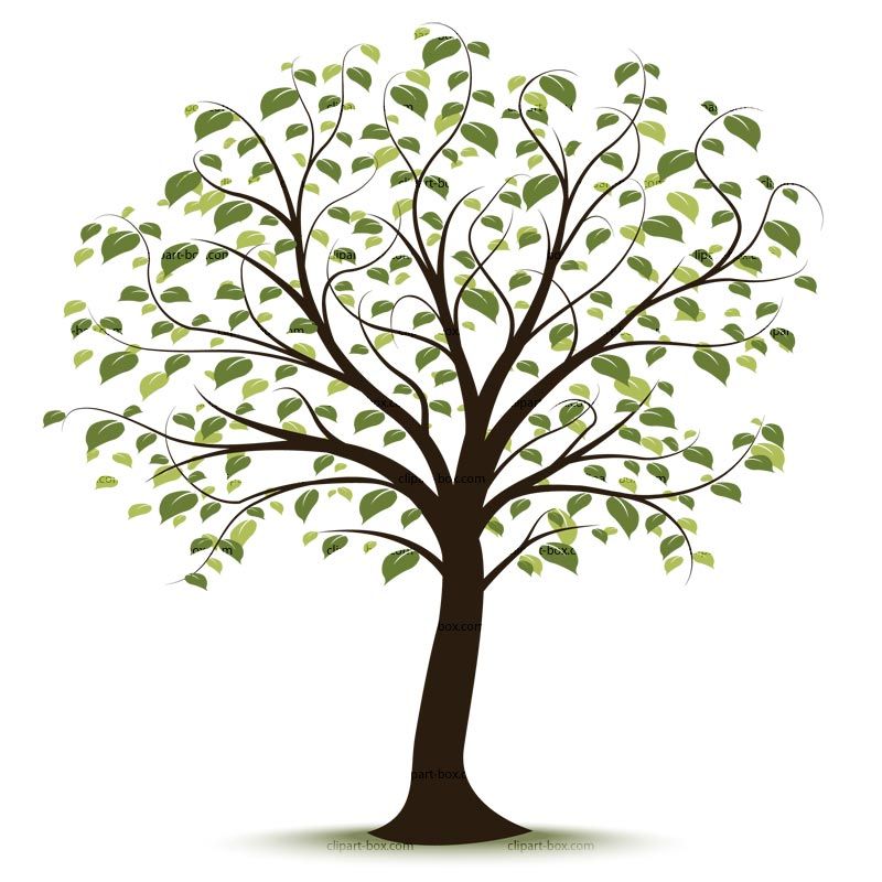 800x800 clip art family tree family history event ideas family tree - Family Tree Drawing Free