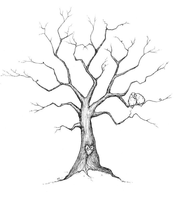 736x828 trees ideas, beautifull trees, baby shower ideas, barn weddings - Family Tree Line Drawing