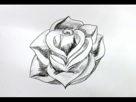 480x360 How To Draw A Rose Flower Step - Fancy Flower Drawing