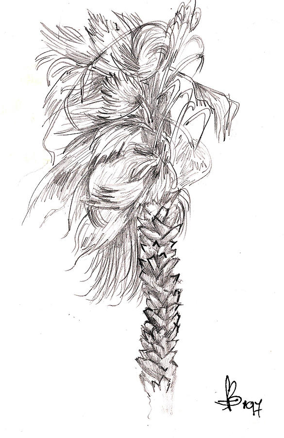 585x900 Hurrracane Winds Drawing - Fanny Drawing