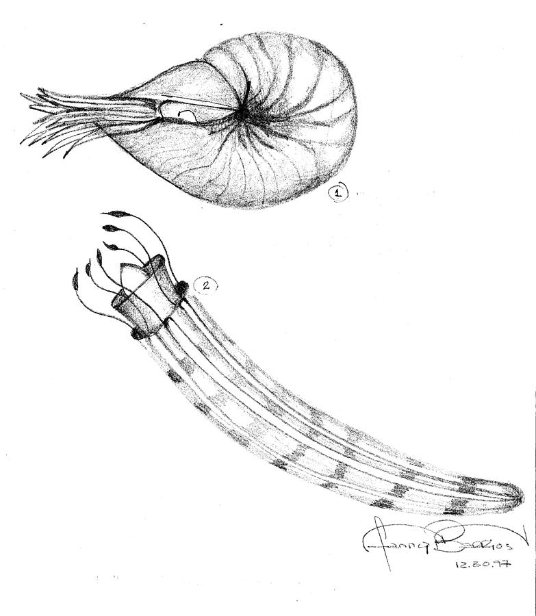 783x900 Shrimp Drawing - Fanny Drawing