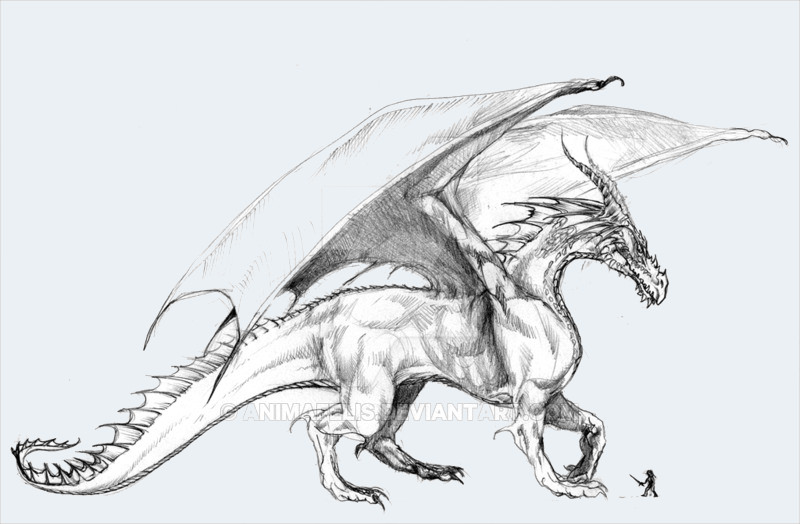 800x524 realistic dragon drawings free premium creatives - Fantastic Drawing