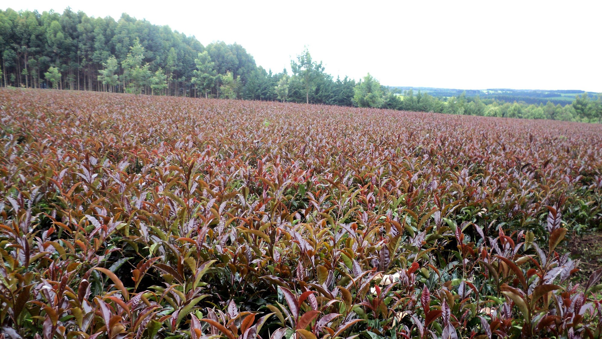 2000x1125 farm field drawings fence clipart farmer field pencil - Farm Field Drawing