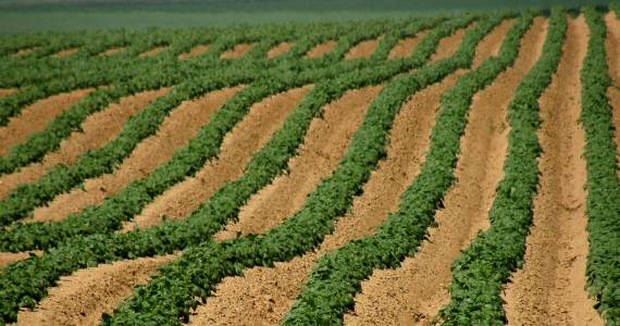 570x300 About Us Field Rise - Farm Field Drawing