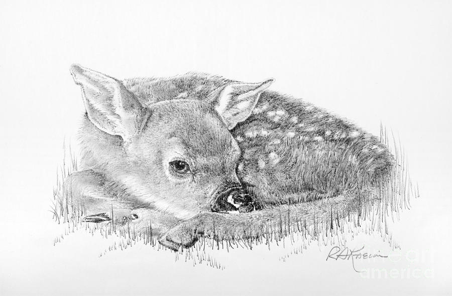 900x590 fawn in the grass drawing - Fawn Drawing