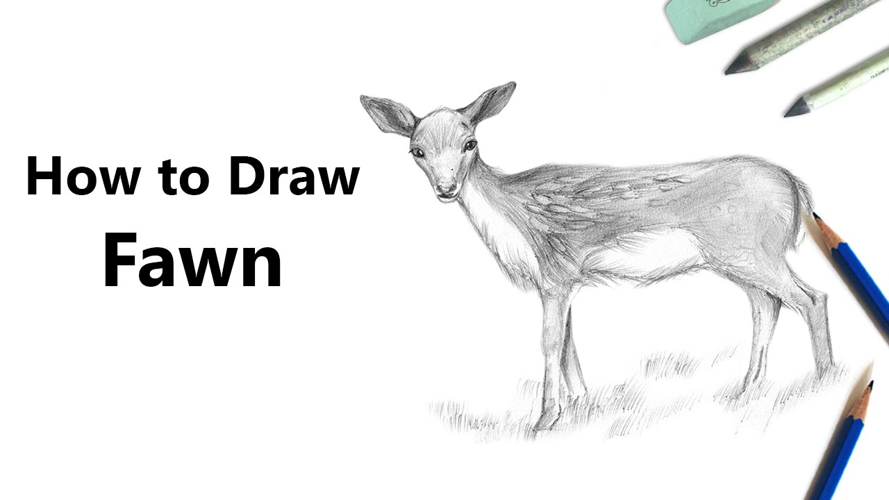 1280x720 how to draw a baby deer aka fawn with pencils - Fawn Drawing