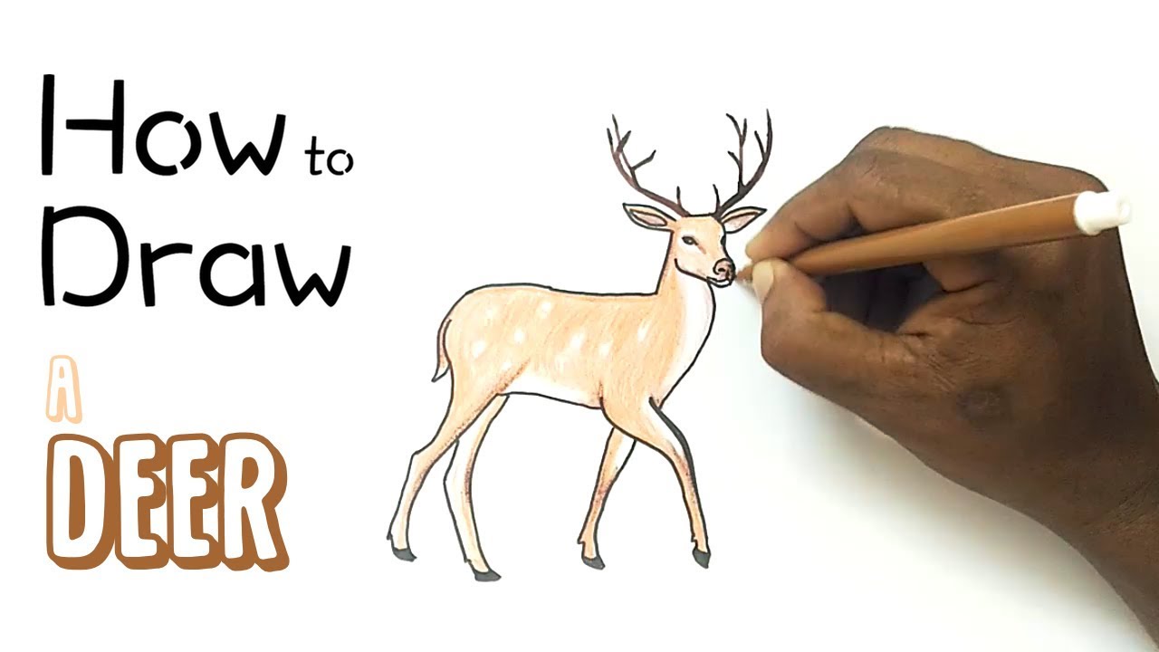 1280x720 how to draw a deer - Fawn Drawing