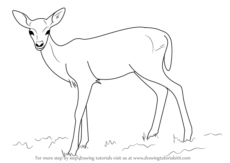 800x566 learn how to draw a baby deer aka fawn - Fawn Drawing