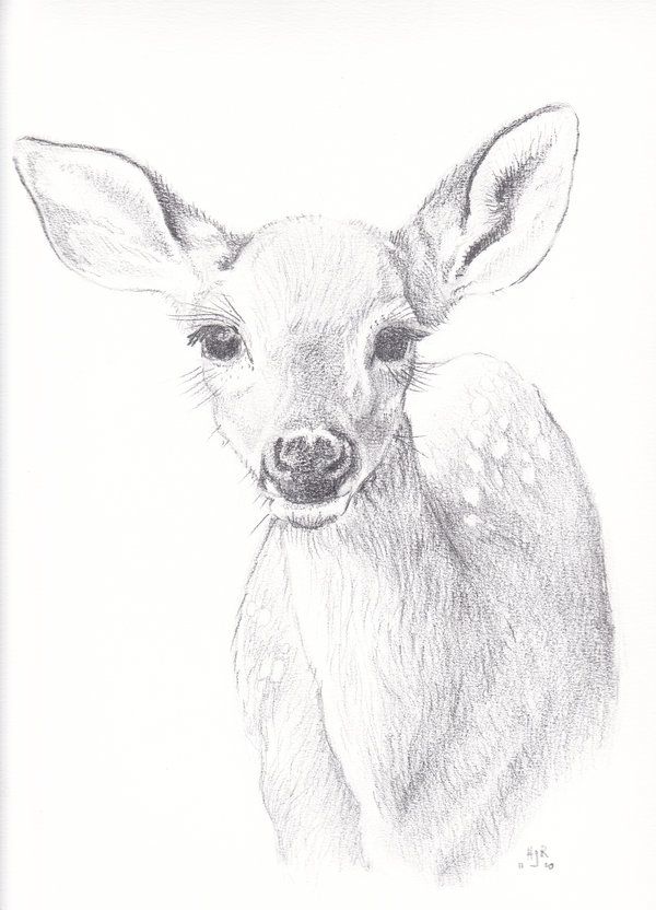 600x832 deer sketches in drawings, animal - Fawn Drawing
