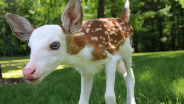 625x352 rare white faced fawn drawing visitors to western michigan farm - Fawn Drawing