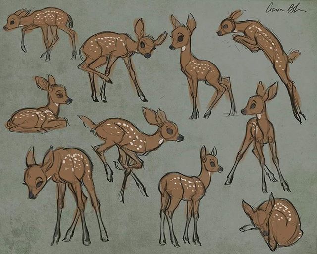 640x512 sketching young deer today - Fawn Drawing