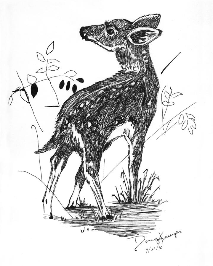 719x900 white tail fawn pen and ink drawing - Fawn Drawing