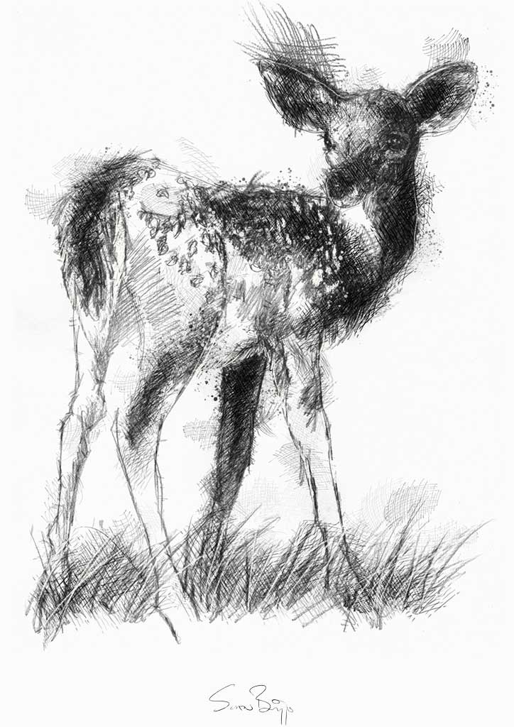 724x1024 little fawn drawing - Fawn Drawing