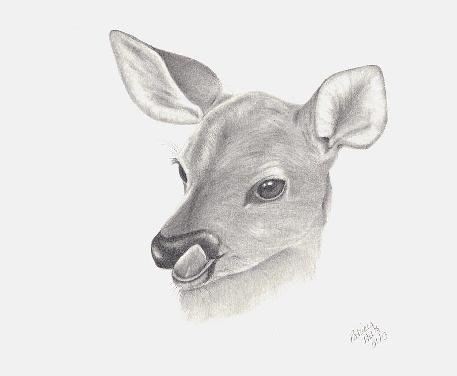 900x742 baby deer drawing - Fawn Drawing