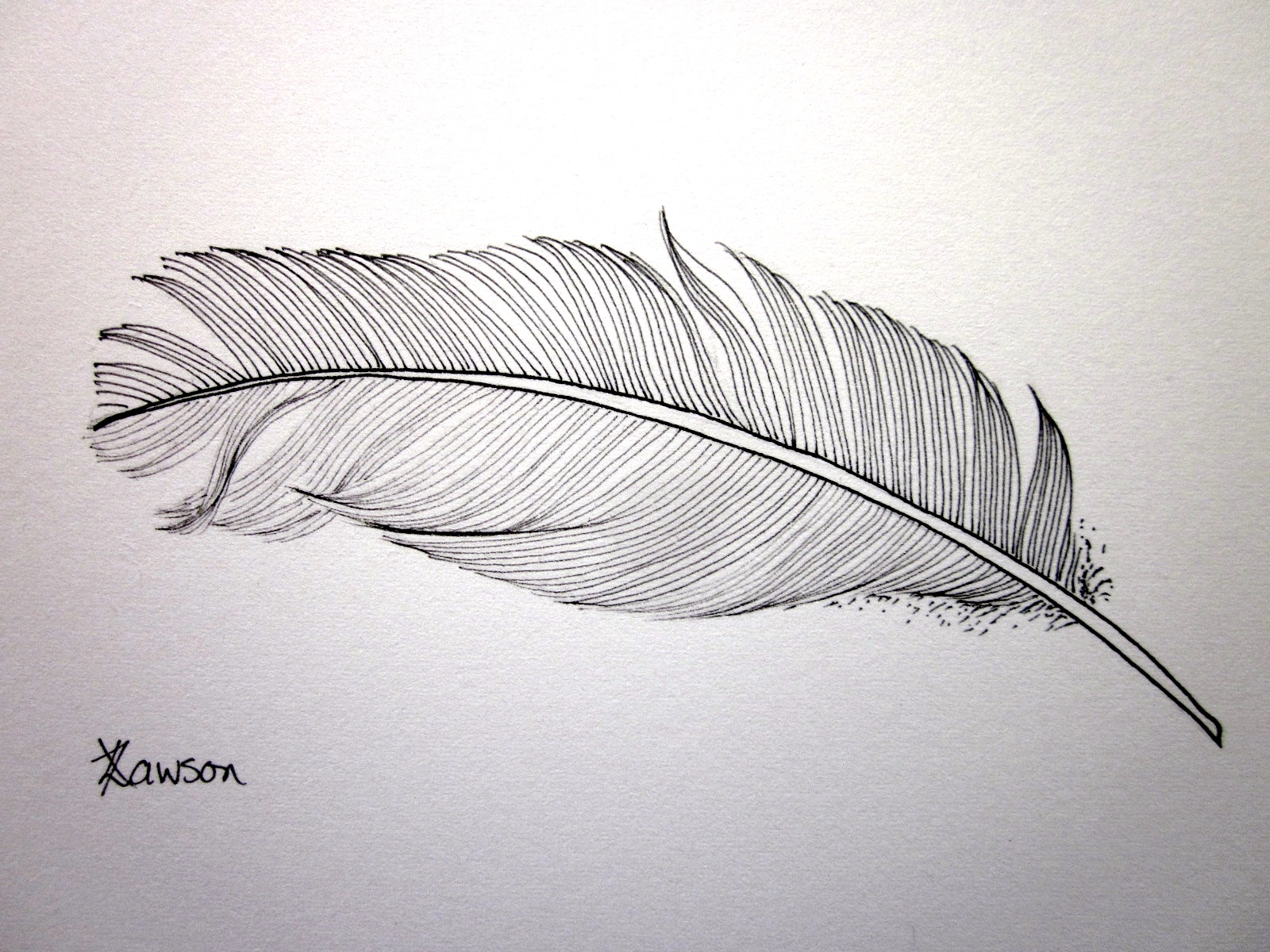1600x1200 Feather Drawing Giveaway Anne Lawson Art - Feather Drawing