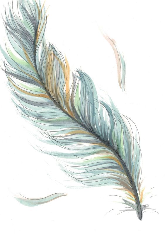 570x800 Original Drawingillustration - Feather Drawing