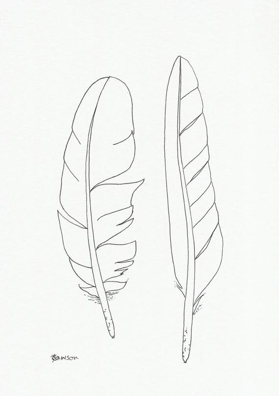 570x809 Original Ink Feather Drawing Sea Bird Feathers Etsy - Feather Drawing