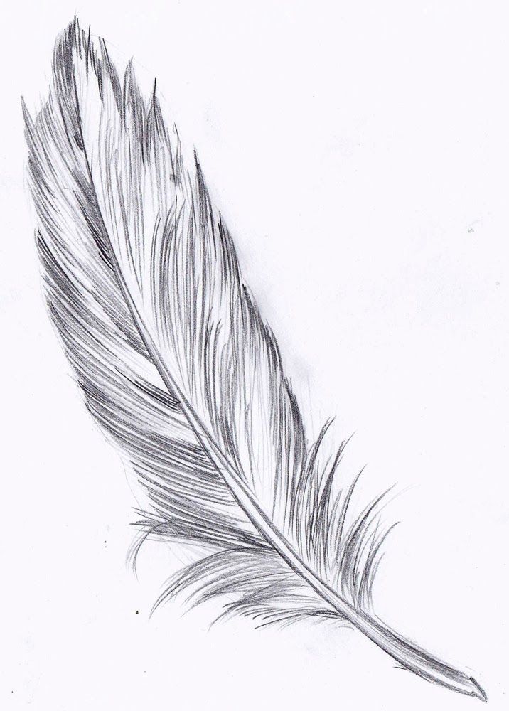 716x1000 Feather Drawing - Feather Drawing