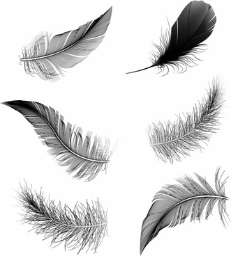 Feather Drawing Images at PaintingValley.com | Explore collection of