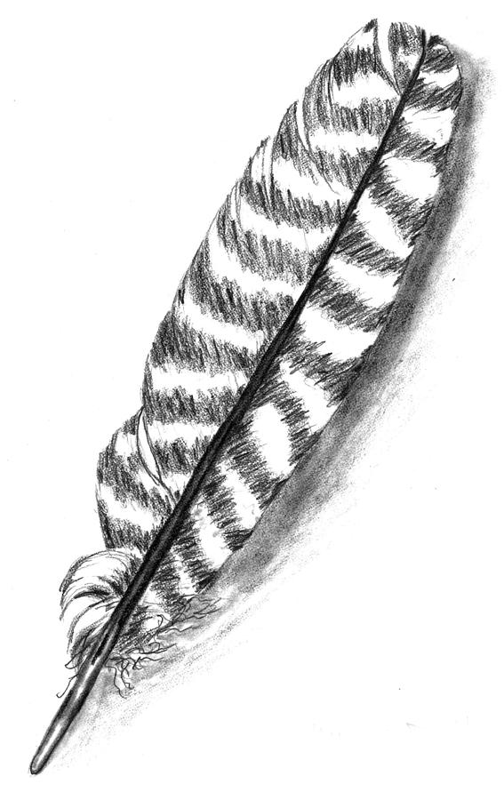 567x900 Hawk Feather Drawing - Feather Drawing Images