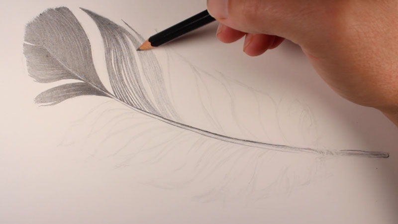 800x450 How To Draw A Feather - Feather Drawing Images