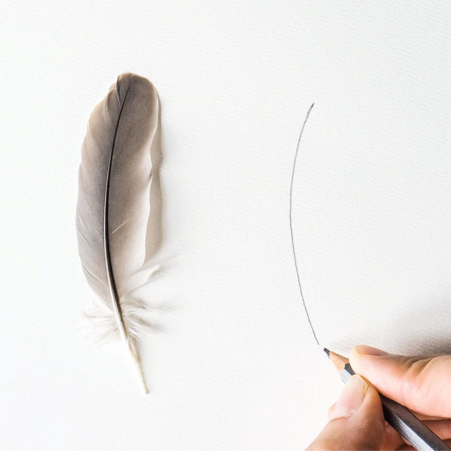 909x909 How To Draw Feathers - Feather Drawing Images