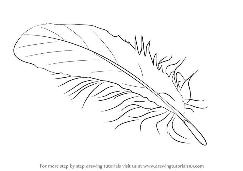 800x564 Learn How To Draw A Feather - Feather Drawing Images