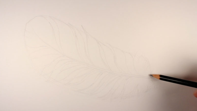 800x450 How To Draw A Feather - Feather Drawing Step By Step