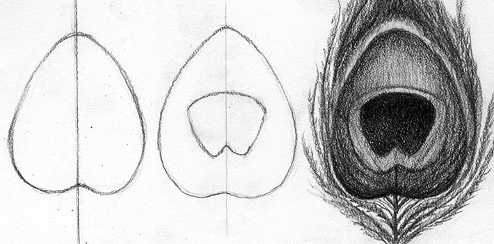 710x352 How To Draw A Peacock Feather Simplified! - Feather Drawing Step By Step