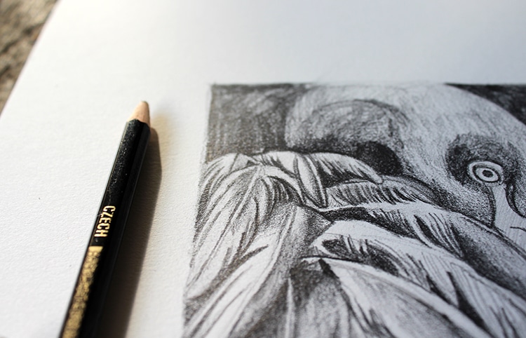 750x482 Learn How To Create A Feather Drawing Step - Feather Drawing Step By Step