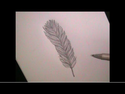 480x360 How To Draw A Feather For Beginners - Feather Drawing Step By Step