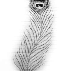 240x240 how to draw a peacock feather a feather drawing drawing - Feather Drawing Step By Step
