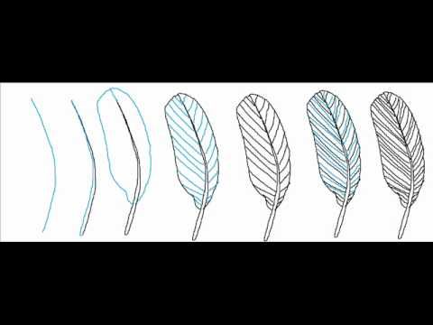 480x360 How To Draw A Simple Feather Step - Feather Drawing Step By Step
