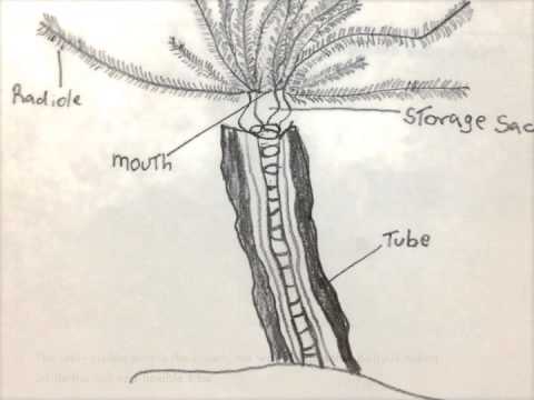 480x360 tubeworm, magnificent feather duster - Feather Duster Drawing