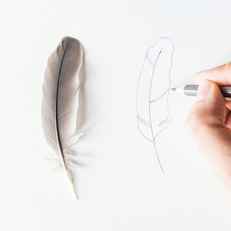 908x910 How To Draw Feathers - Feather Line Drawing