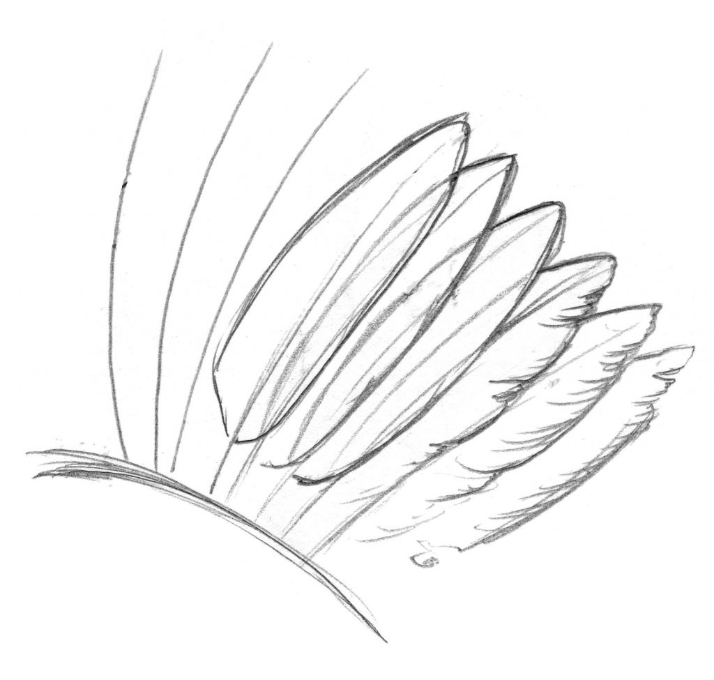 1024x975 Technique Tuesday How To Draw Feathers - Feather Line Drawing