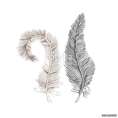 500x500 Vector Line Drawing Feather Stock Image And Royalty Free Vector - Feather Line Drawing