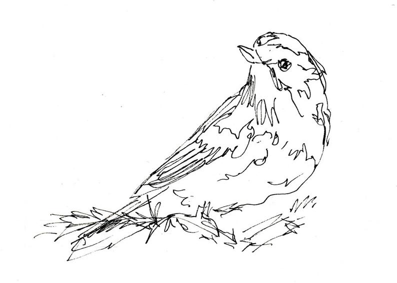 794x567 bird art giclee print warbler songbird line drawing pen etsy - Feather Line Drawing