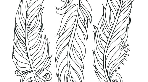 500x280 Peacock Outline Image Peacock Outline Drawing Images - Feather Outline Drawing