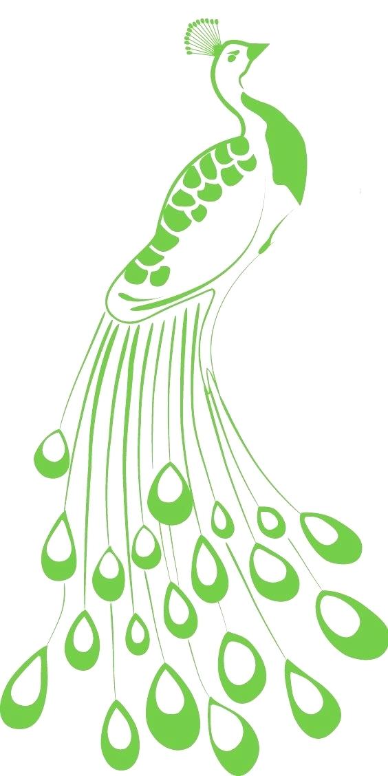 564x1128 peacock outline peacock feather vector illustration with color - Feather Outline Drawing