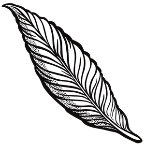 300x300 Feather Free Clipart - Feather Outline Drawing