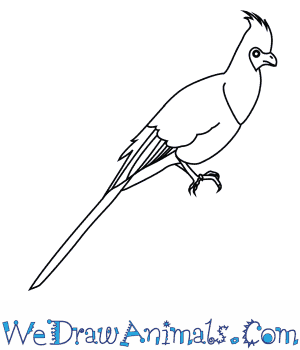 300x350 How To Draw A Bare Faced Go Away Bird - Feather Turning Into Birds Drawing