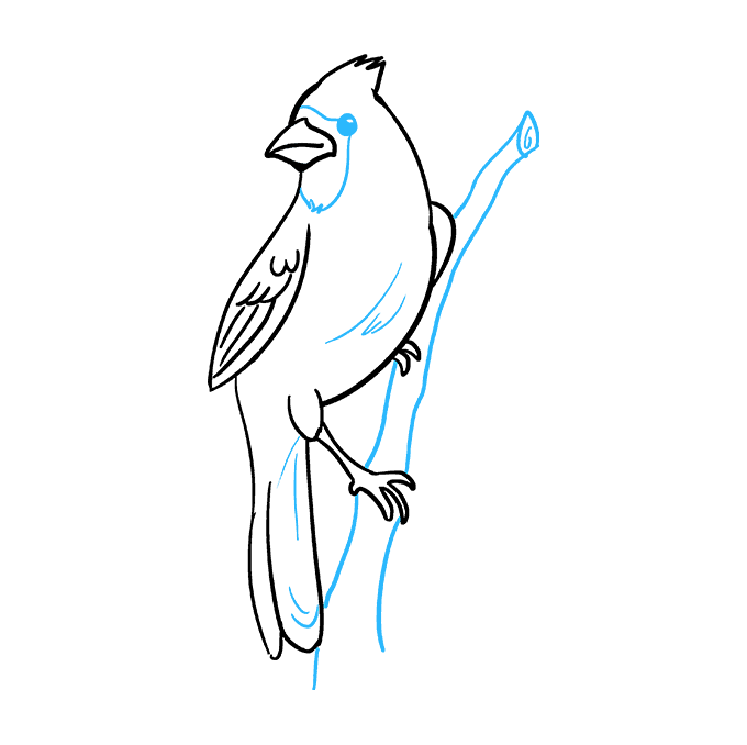 680x678 How To Draw A Cardinal Bird - Feather Turning Into Birds Drawing