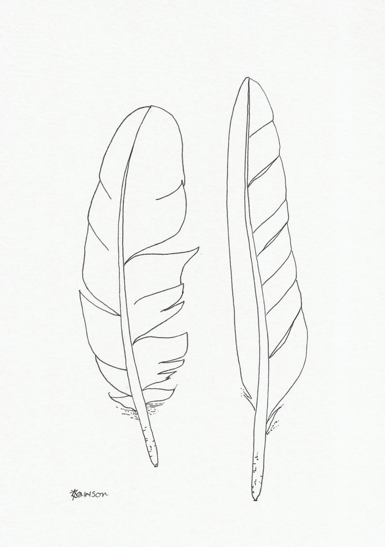 794x1127 Original Ink Feather Drawing Sea Bird Feathers Etsy - Feather Turning Into Birds Drawing